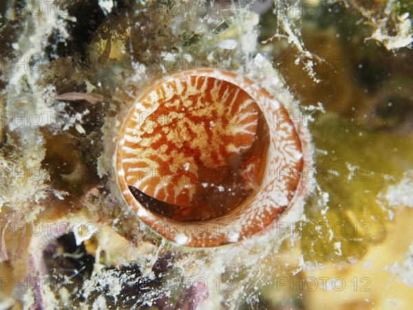 A red and white giant worm snail (Thylacodes arenarius), worm snail, with fine patterns and algae accumulations. Dive site House Reef, Stoja, Pula, Croatia, Mediterranean Sea