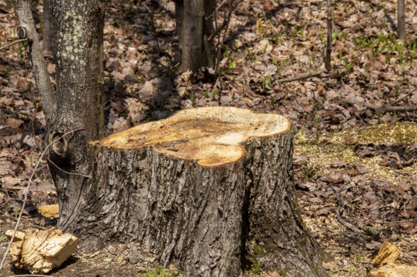 Stump of a large white pine cut down by foresters, La Mauricie region, Province of Quebec, Canada