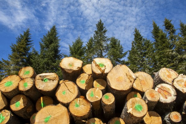 Cut and stacked tree trunks, La Mauricie region, Province of Quebec, Canada