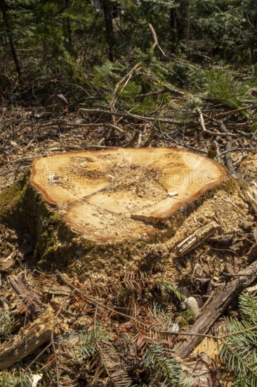 Stump of a large white pine cut down by foresters, La Mauricie region, Province of Quebec, Canada