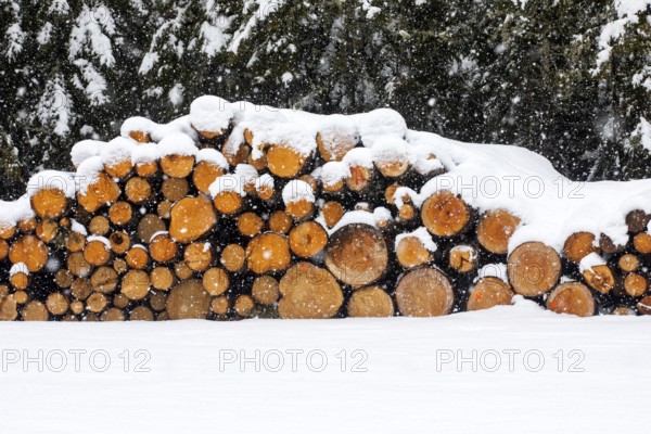 Tree trunks cut and wrapped under the snow, La Mauricie region, Quebec province, Canada