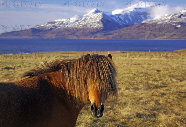 A brown horse stands in a meadow in front of snow-covered mountains and a blue lake, humor, mane, vision, cover photo, Dalvik, Iceland