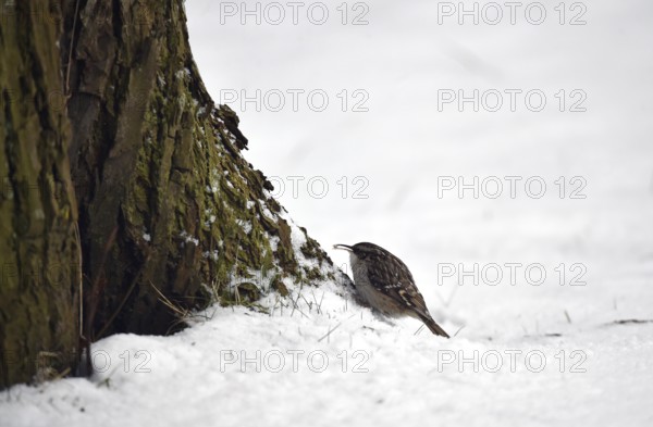 Treecreeper, (Certhia) in the snow, winter, Schleswig-Holstein, Germany