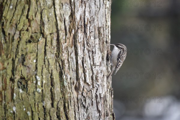 Treecreeper, (Certhia) on a lime tree, (Tilia), Schleswig-Holstein, Germany