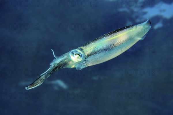 Underwater photo Close-up of large-fin reef squid (Sepioteuthis lessoniana) Squid Cephalopod squid swimming through coral reef, Indian Ocean, Andaman Sea, Thailand