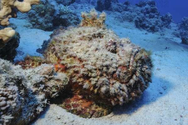 Underwater photo of camouflage behaviour mimesis of large stonefish (Synanceia verrucosa) camouflages itself as if covered by sand stone coral lies on sandy seabed sandy seabed seabed, Red Sea, Soma Bay, Safaga, Egypt