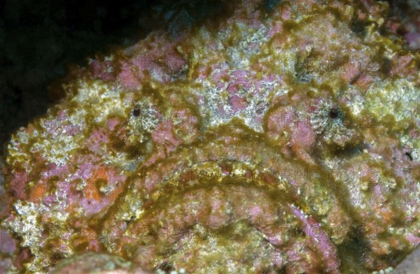Underwater photo of camouflage behaviour Mimesis of large stonefish (Synanceia verrucosa) camouflaging stony coral, Red Sea, Egypt