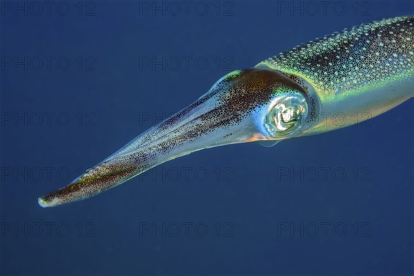 GUnderwater photo close-up head portrait head portrait of bigfin reef squid (Sepioteuthis lessoniana) squid cephalopod octopus swimming through open water blue sea, Indian Ocean, Andaman Sea, Thailand