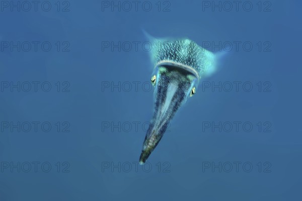 Underwater photo close-up of large-fin reef squid (Sepioteuthis lessoniana) squid cephalopod octopus swimming through open water blue sea, Indian Ocean, Andaman Sea, Thailand