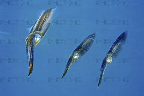 Underwater photo close-up of three specimens small group of large-fin reef squid (Sepioteuthis lessoniana) squid cephalopod octopus swimming through coral reef, Indian Ocean, Andaman Sea, Thailand