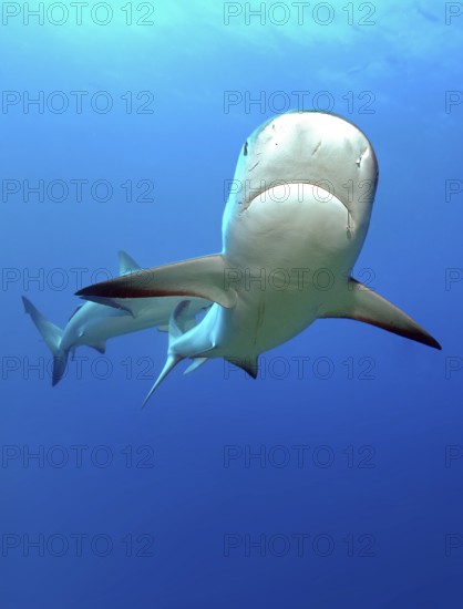 Underwater photo of Caribbean Reef Shark (Carcharhinus perezi) swimming close to the viewer, with fishing hook on right side of mouth, Caribbean