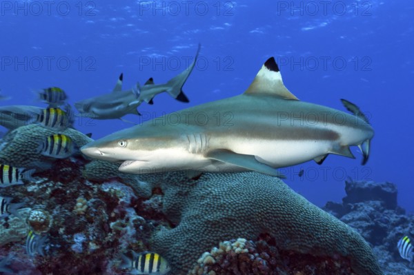 Underwater photo close-up of large adult blacktip reef shark (Carcharhinus melanopterus) blacktip reef shark swimming over coral reef close to viewer, Pacific Ocean, Yap Island, Yap State, Caroline Islands, FSM, Federated States of Micronesia, Australia, Oceania