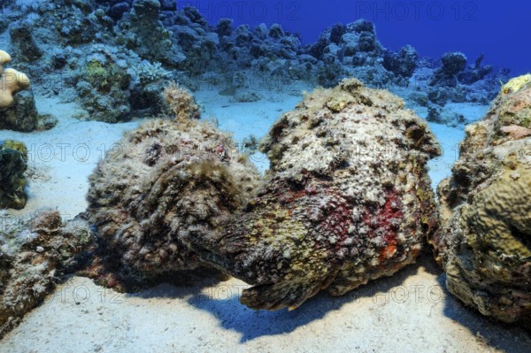 Underwater photo of mimesis of two stonefish (Synanceia verrucosa) lurking hunters camouflage themselves like dead corals lying on the seabed lurking for prey, Red Sea, Soma Bay, Safaga, Egypt