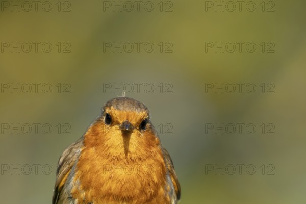 European robin (Erithacus rubecula) adult garden bird head portrait, Suffolk, England, United Kingdom