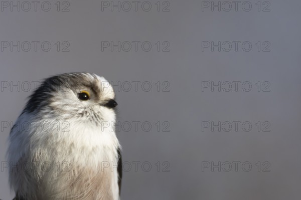 Long tailed tit (Aegithalos caudatus) adult garden bird head portrait, Suffolk, England, United Kingdom