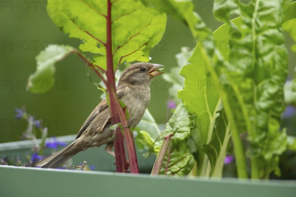 House sparrow (Passer domesticus) adult female bird feeding on a Swiss chard vegetable plant in a garden raised bed in summer, Suffolk, England, United Kingdom