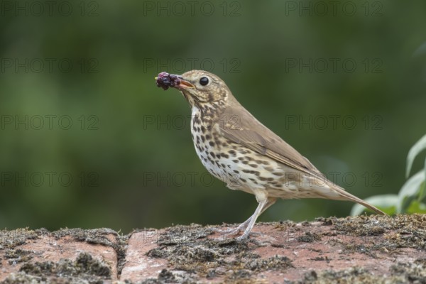 Song thrush (Turdus philomelos) adult bird on a garden wall with a beakful of fruit for food in summer, England, United Kingdom