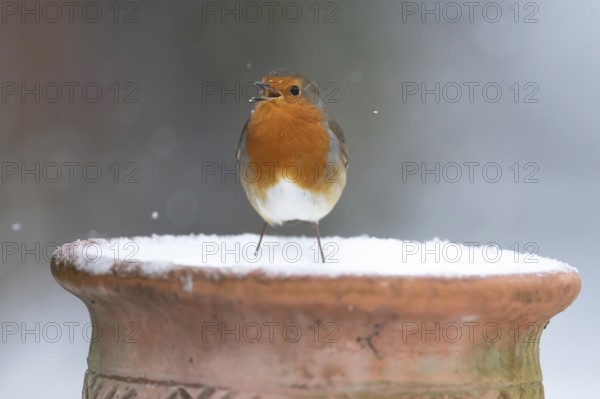 European robin (Erithacus rubecula) adult garden bird singing on snow covered flower pot in winter, Suffolk, England, United Kingdom