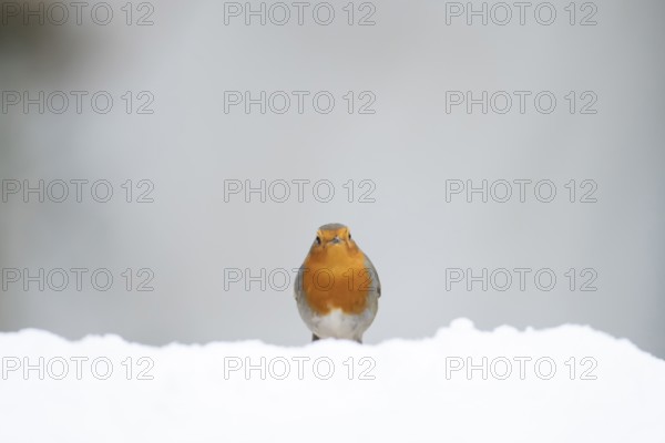 European robin (Erithacus rubecula) adult garden bird on snow in winter, Suffolk, England, United Kingdom