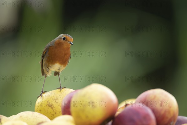 European robin (Erithacus rubecula) adult garden bird on a pile of apples fruit in autumn, Suffolk, England, United Kingdom