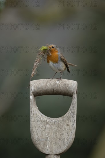 European robin (Erithacus rubecula) adult garden bird on a fork handle with nest material in its beak in spring, Suffolk, England, United Kingdom