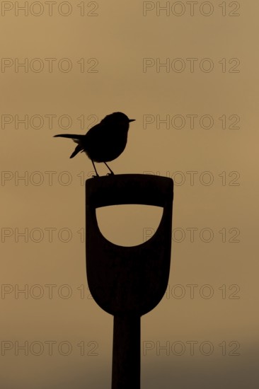 European robin (Erithacus rubecula) adult garden bird on a fork handle silhouette at sunrise in spring, Suffolk, England, United Kingdom
