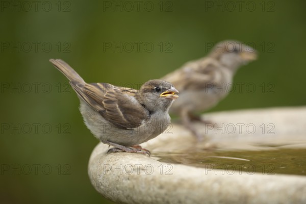 House sparrow (Passer domesticus) adult female bird drinking water from a garden bird bath in summer, Suffolk, England, United Kingdom