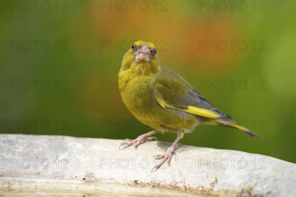 European greenfinch (Chloris chloris) adult male bird drinking water from a garden bird bath in summer, Suffolk, England, United Kingdom