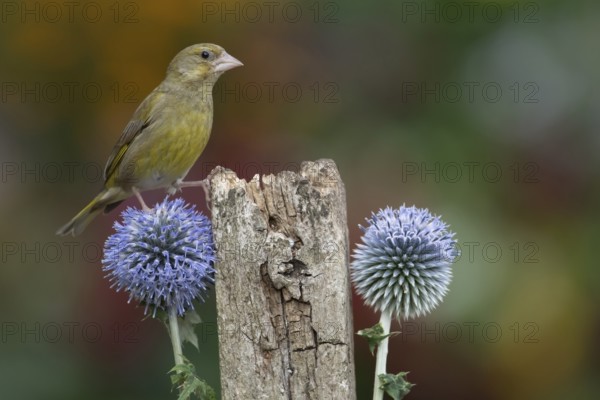 European greenfinch (Chloris chloris) adult bird on a garden fence post with Globe thistle flowers climbing up them in summer, Suffolk, England, United Kingdom