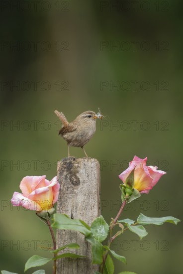Eurasian wren (Troglodytes troglodytes) adult garden bird with insects in its beak on a garden fence post in summer, Suffolk, England, United Kingdom