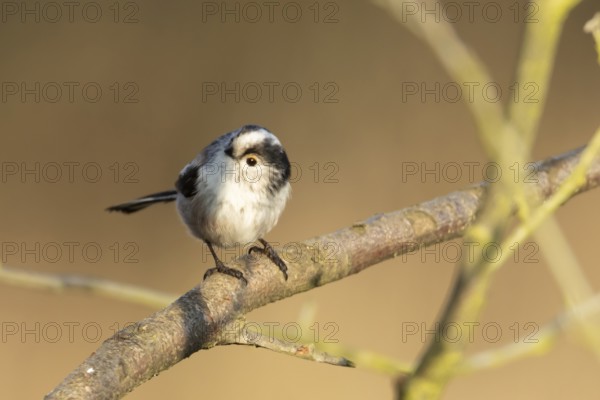 Long tailed tit (Aegithalos caudatus) adult garden bird on a tree branch in winter, Suffolk, England, United Kingdom