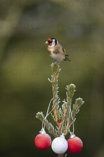 European goldfinch (Carduelis carduelis) adult garden bird perched on a Christmas spruce tree in winter, England, United Kingdom