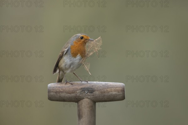 European robin (Erithacus rubecula) adult garden bird on a fork handle with a leaf for nest material in its beak in spring, Suffolk, England, United Kingdom