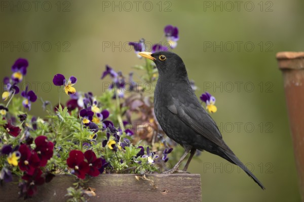 Eurasian blackbird (Turdus merula) adult male garden bird on a plant pot with pansy and viola flowers in spring, England, United Kingdom