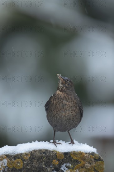 Eurasian blackbird (Turdus merula) adult female garden bird perched on a garden stone wall in a snow shower in winter, England, United Kingdom