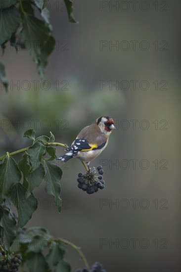 European goldfinch (Carduelis carduelis) adult garden bird on a Ivy tree branch in winter, England, United Kingdom
