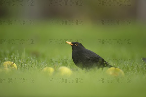Eurasian blackbird (Turdus merula) adult male garden bird on a grass lawn, England, United Kingdom