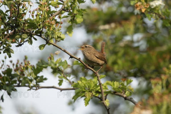 Eurasian wren (Troglodytes troglodytes) adult garden bird singing in a Hawthorn tree in summer, Suffolk, England, United Kingdom