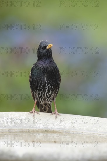 Common starling (Sturnus vulgaris) adult bird on a garden bird bath, Suffolk, England, United Kingdom