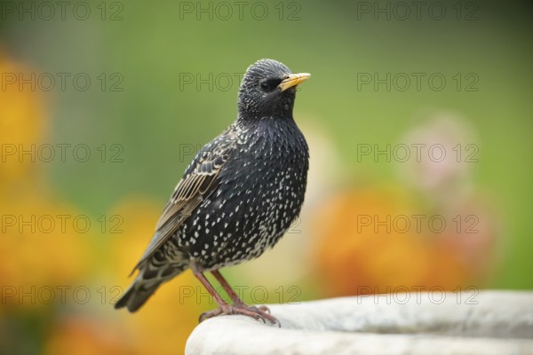 Common starling (Sturnus vulgaris) adult bird on a garden bird bath in spring, Suffolk, England, United Kingdom
