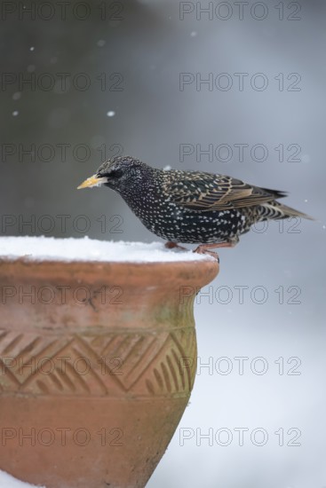 Common starling (Sturnus vulgaris) adult garden bird on a snow covered garden plant pot in winter, England, United Kingdom