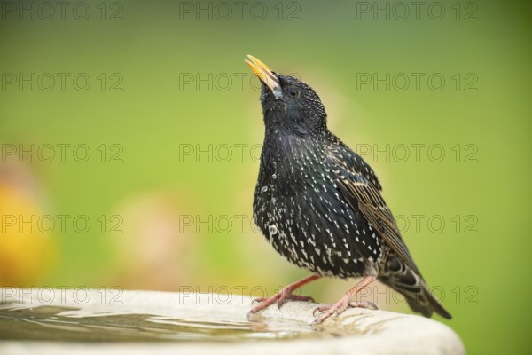 Common starling (Sturnus vulgaris) adult bird drinking water from a garden bird bath in spring, Suffolk, England, United Kingdom