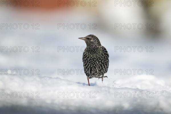 Common starling (Sturnus vulgaris) adult garden bird walking on a snow covered garden in winter, England, United Kingdom