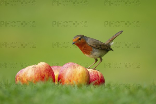 European robin (Erithacus rubecula) adult garden bird on a pile of apples fruit, England, United Kingdom