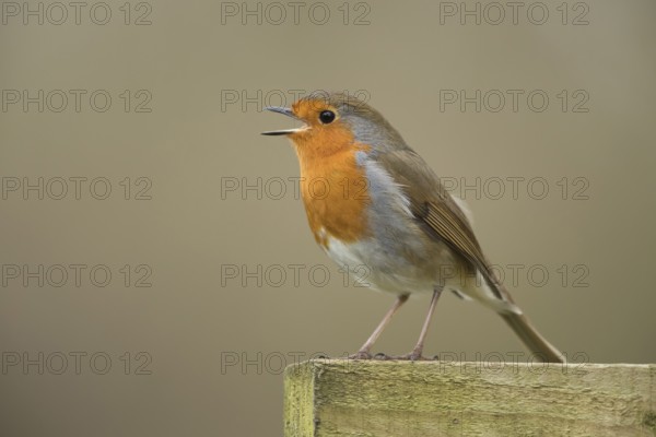 European robin (Erithacus rubecula) adult garden bird singing on a fence in spring, Suffolk, England, United Kingdom