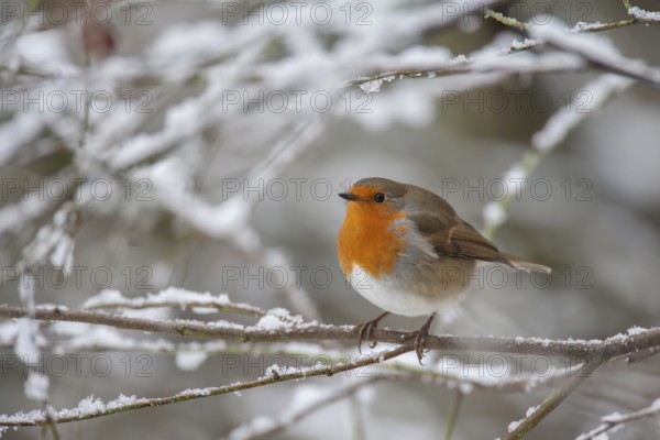 European robin (Erithacus rubecula) adult garden bird in a snow covered tree in winter, Suffolk, England, United Kingdom