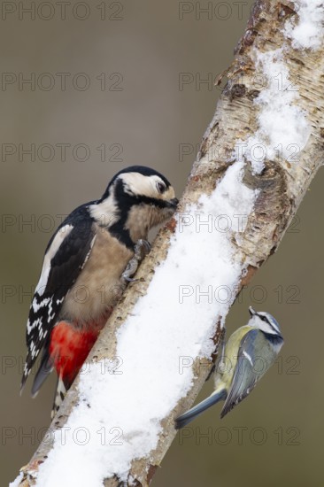 Great spotted woodpecker (Dendrocopos major) and Blue tit (Cyanistes caeruleus) adult garden birds feeding on a snow covered tree trunk in winter, Norfolk, England, United Kingdom