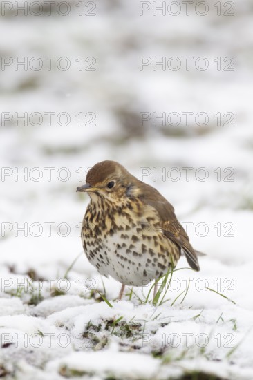 Song thrush (Turdus philomelos) adult bird in a snow covered garden in winter, England, United Kingdom