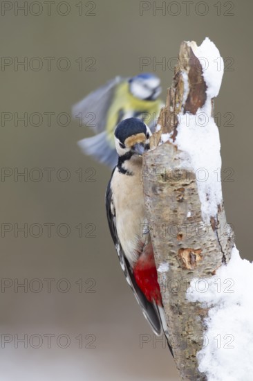 Great spotted woodpecker (Dendrocopos major) adult bird feeding on a snow covered tree stump with a Blue tit (Cyanistes caeruleus) flying in the background in winter, Norfolk, England, United Kingdom
