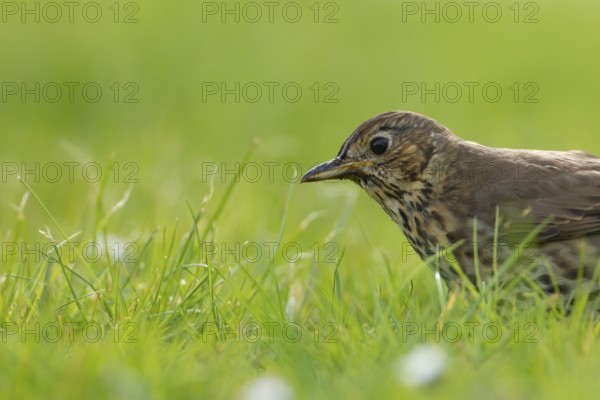 Song thrush (Turdus philomelos) adult bird on a garden lawn, Suffolk, England, United Kingdom